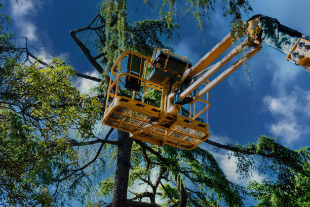 Best Stump Grinding and Removal  in Pensacola, FL