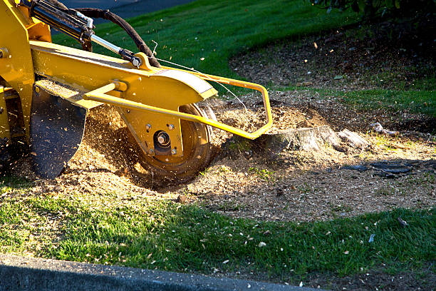 Best Tree Trimming and Pruning  in Pensacola, FL